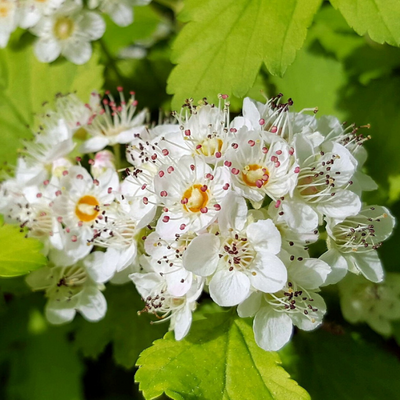 picture of a flowering shrub