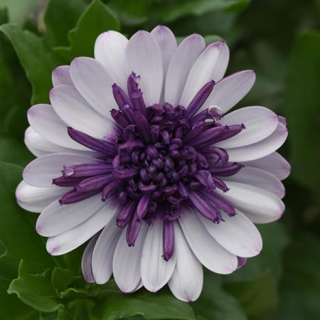 picture of a African daisy