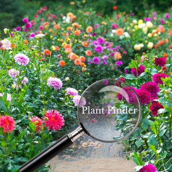 picture of flower garden
