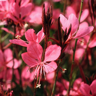 picture of a gaura plant, Laura