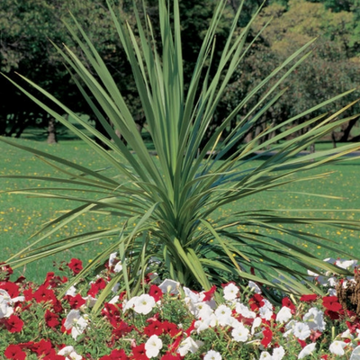 picture of a dracaena spike plant, spike plant
