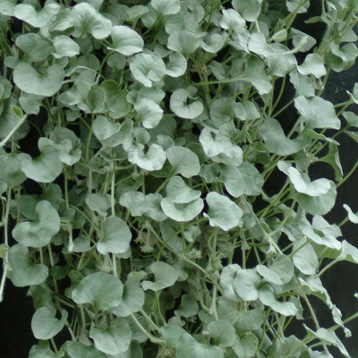picture of a dichondra plant, silver falls plant