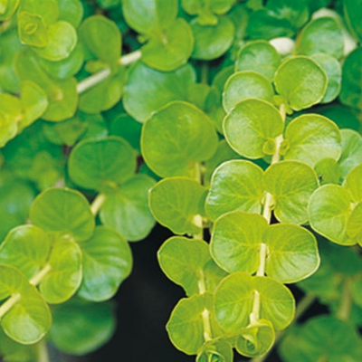 picture of a lysimachia plant, creeping jenny plant