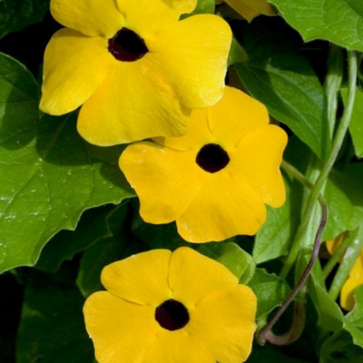 picture of a thunbergia vine plant