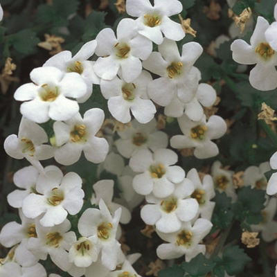 picture of a bacopa plant, bacopa flower, bacopa