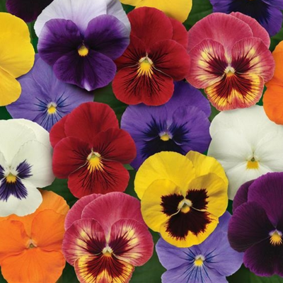 picture of a pansy plant, pansy flower, pansy