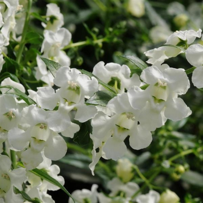 picture of an angelonia plant, angelonia flower, angelonia