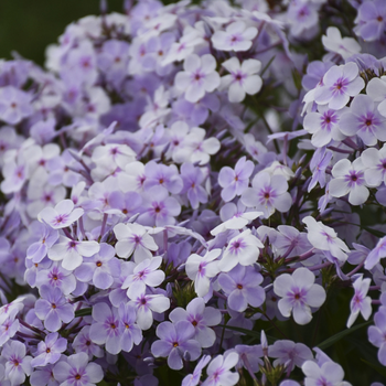 This is a picture of a creeping phlox plant.