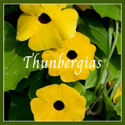 This is a picture of a thunbergia vine plant.