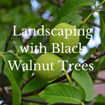 This is a picture of a black walnut tree.