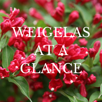 This is a picture of a weigela.