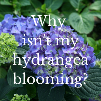 picture of a hydrangea